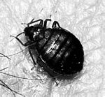 ؎x(Cimex lectularius)